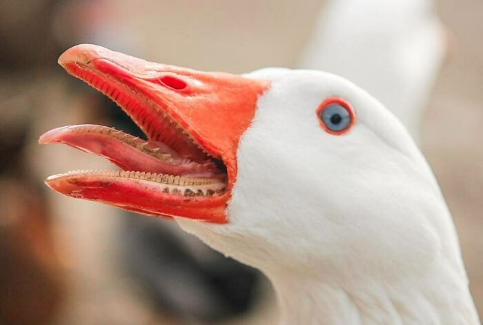 Goose Teeth