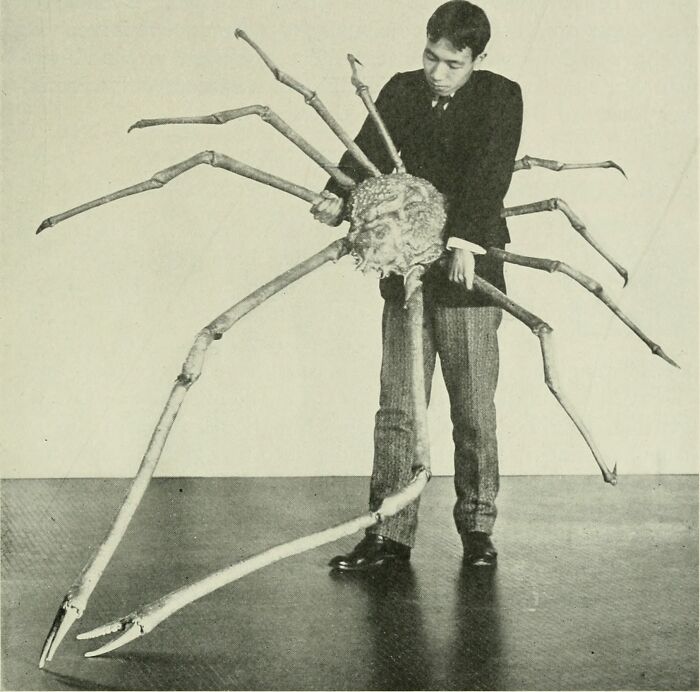 Visually, Japanese Spider Crabs Really Are The Stuff Of Nightmares