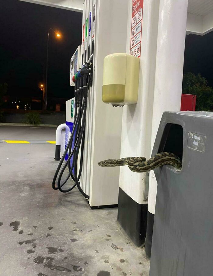 Local Servo Snake