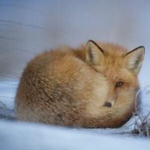 isabella_starfox avatar