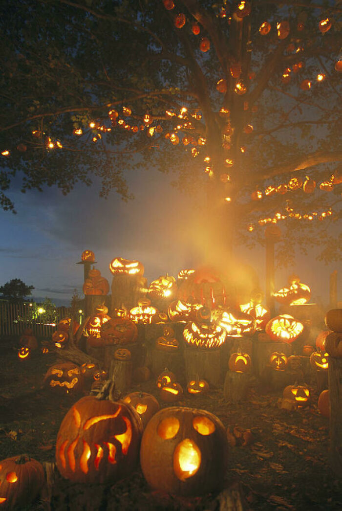 Jack O' Lantern Tree