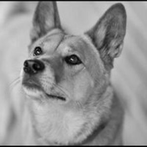 john_viscovich avatar