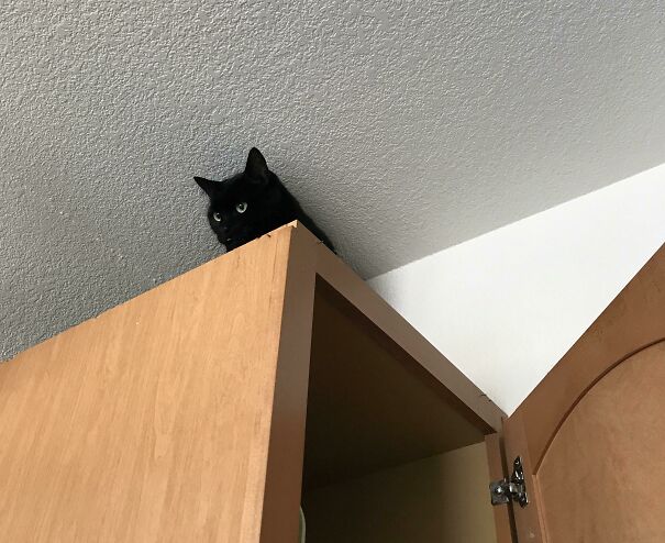 Ceiling Cat