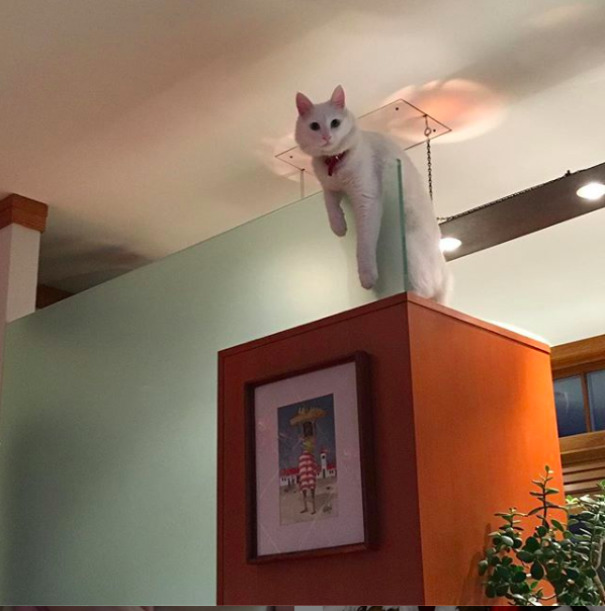 Catsitting For My Boss And It Had Been Suspiciously Quiet. Looked Up To Find Solo Mission-Impossibling His Way Up The Ceiling