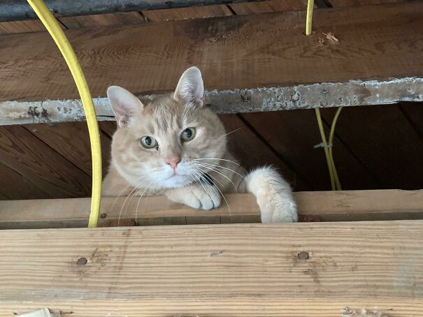 Ceiling Cat Judges You From Above