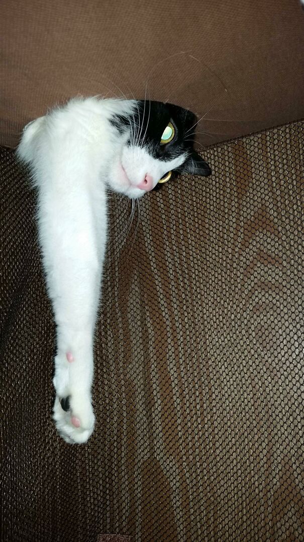 Ceiling Cat: The Second Coming