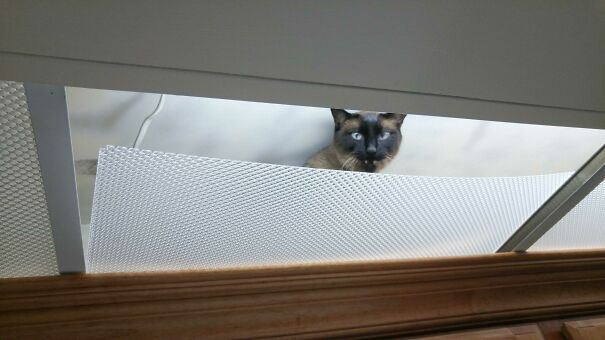 Shout Out To This Mofo Who Crawled Into The Kitchen Ceiling On His First Day Home