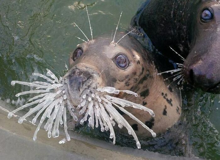 Normal Russian Seal