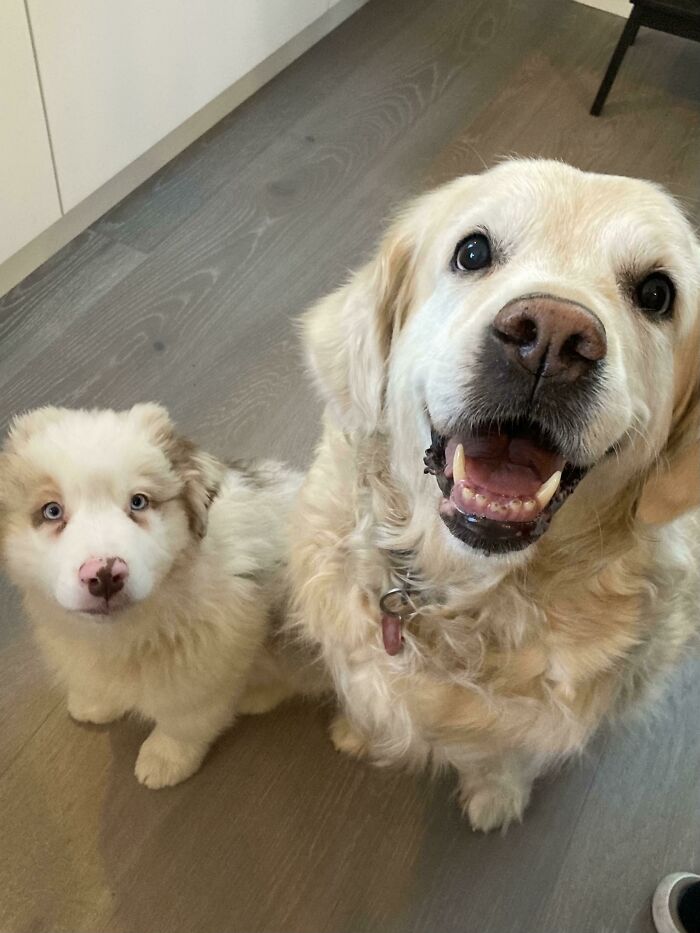 11 semanas y 11 años y ambos muy lindos