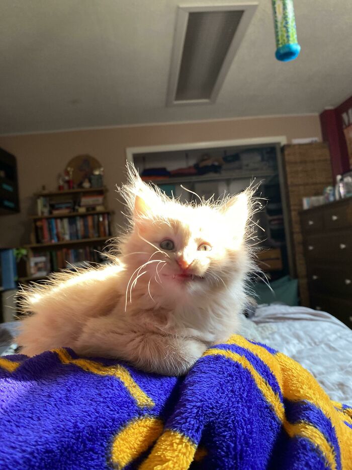 Dientecitos luego de bostezar