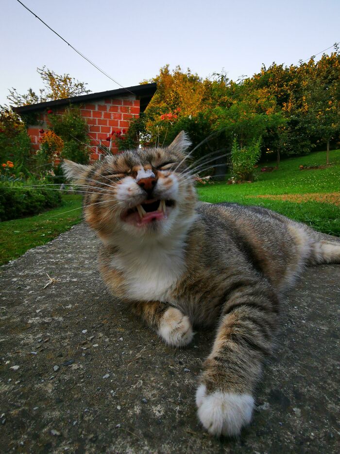 Mi gatita nunca fue fotogénica