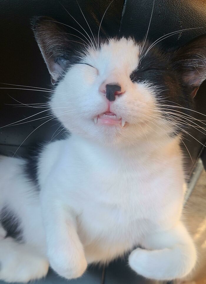 El señor Roussel y sus dientecitos durmiendo