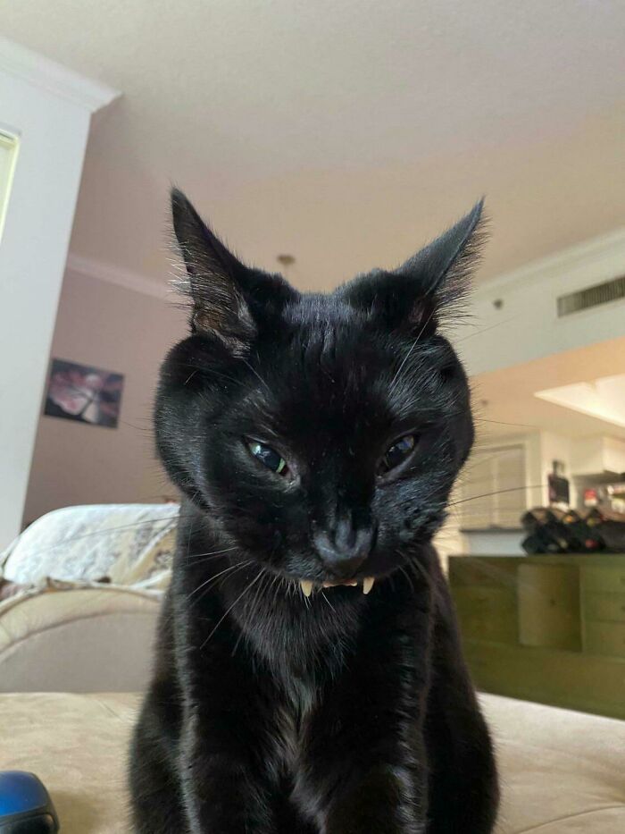 Dientecitos que se ven diabólicos en medio de un bostezo