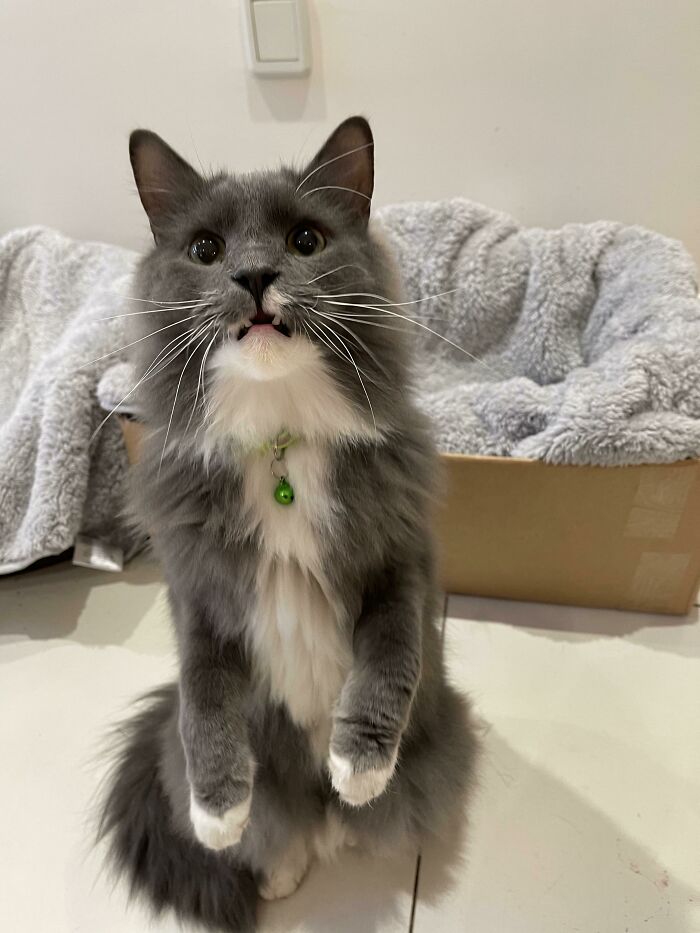 ¡¿Dieta?! ¡¿Qué quieres decir con dieta?!