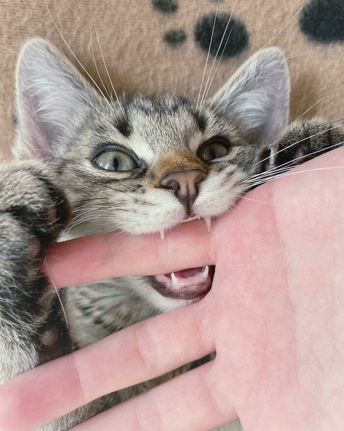 (En realidad son muy suavecitos)