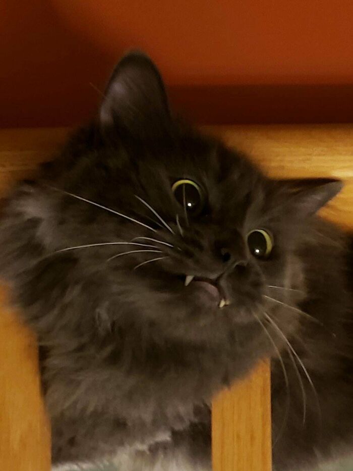 No se preocupen, solo muerde de vez en cuando