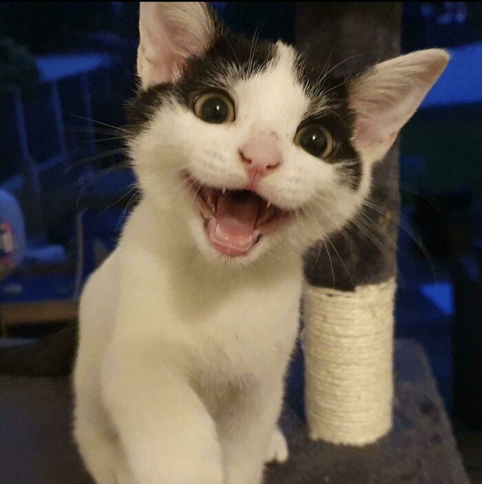 Dientecitos pequeños