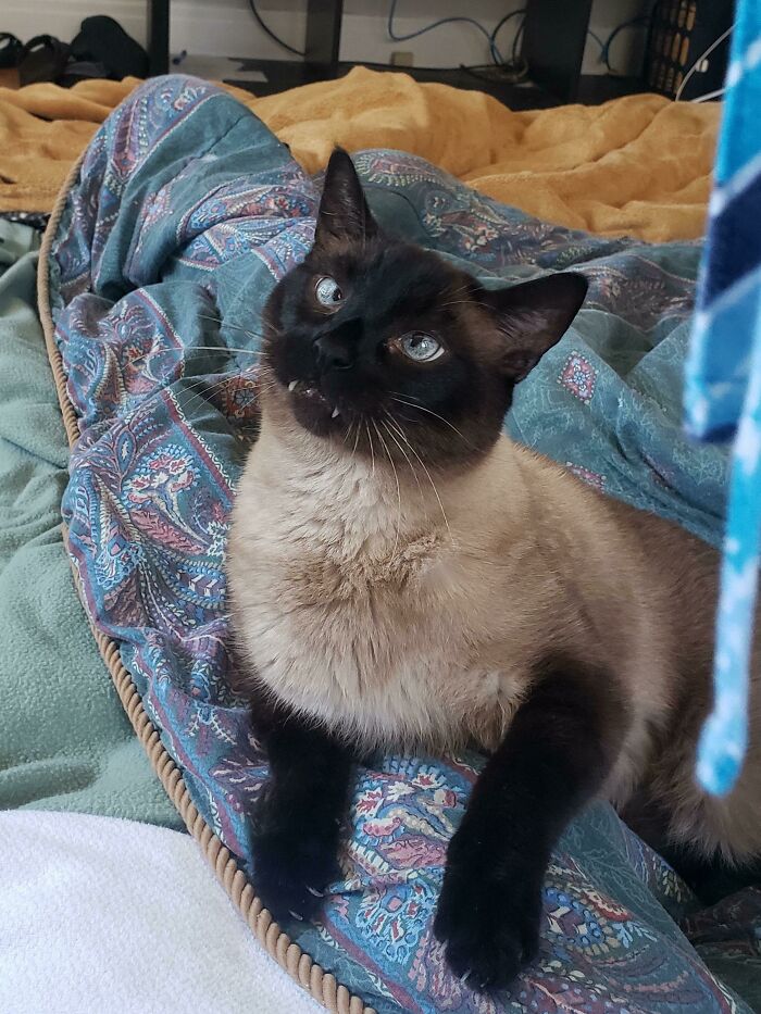 Entiendo que puede que este gatito pertenezca aquí