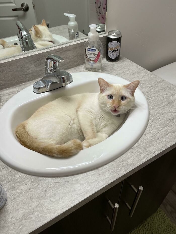 ¿Para qué compramos camas para los gatos?