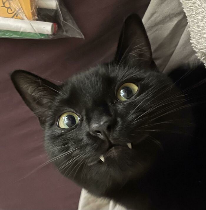 Mi propio gato vampiro