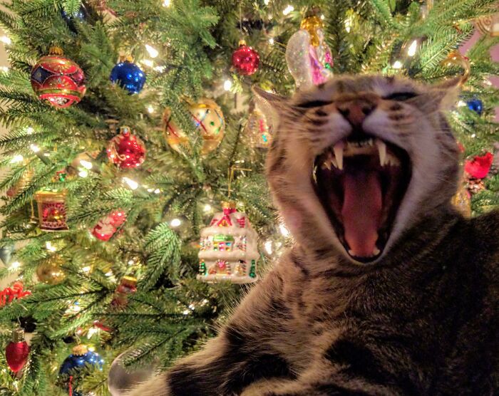 Holiday Teefies