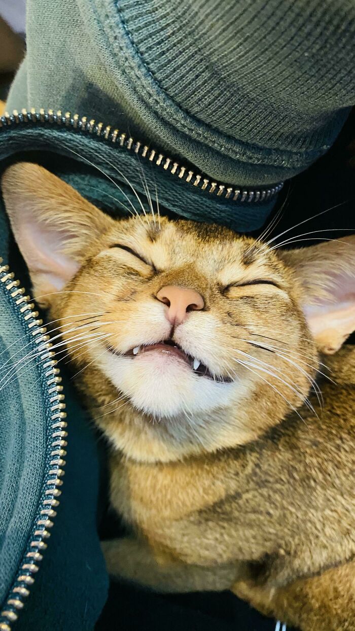 ¡Un gatito muy feliz!