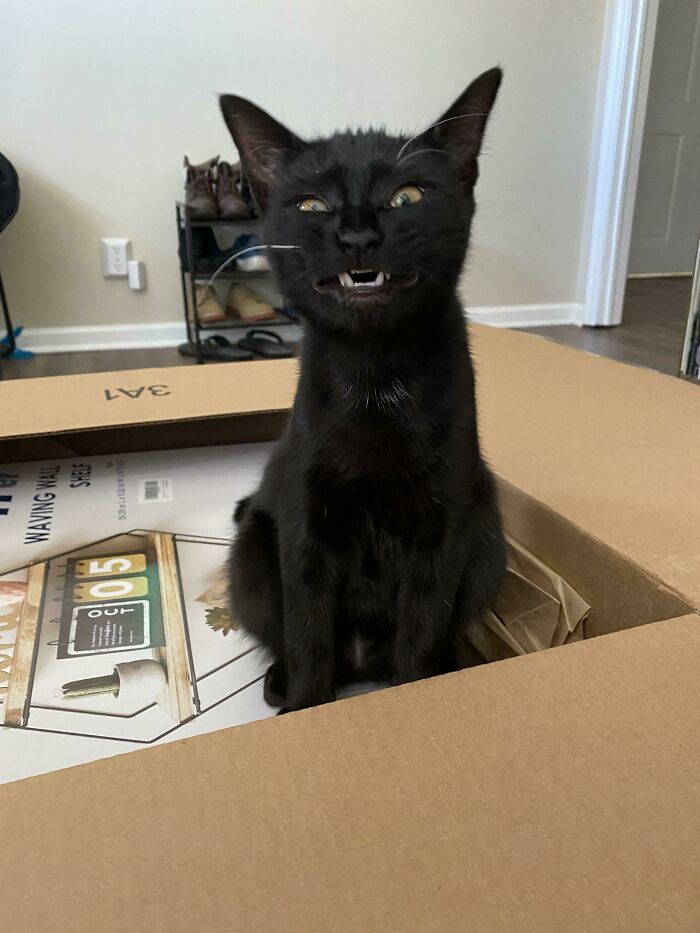 Them Monday Teefs. Tried To Catch A Yawn But For This Gem Instead