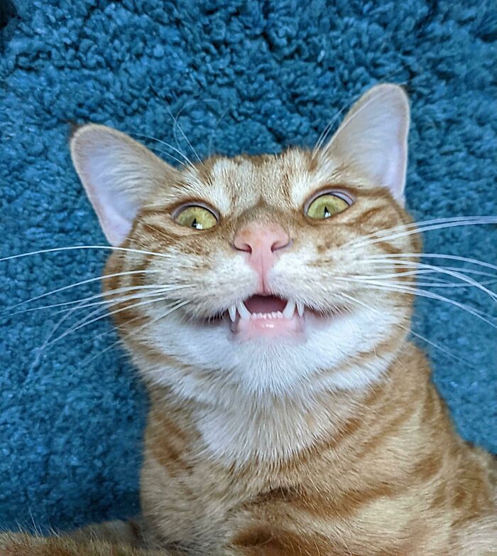 La cara de Percy cada vez que escucha sobre este grupo de Reddit