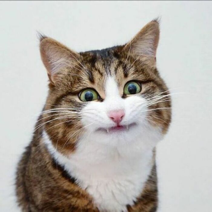 Este es el Gato Rexie, no es mío pero igual creí que tenía que publicarlo aquí