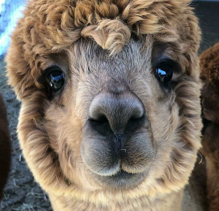 This Alpaca Stole My Girl