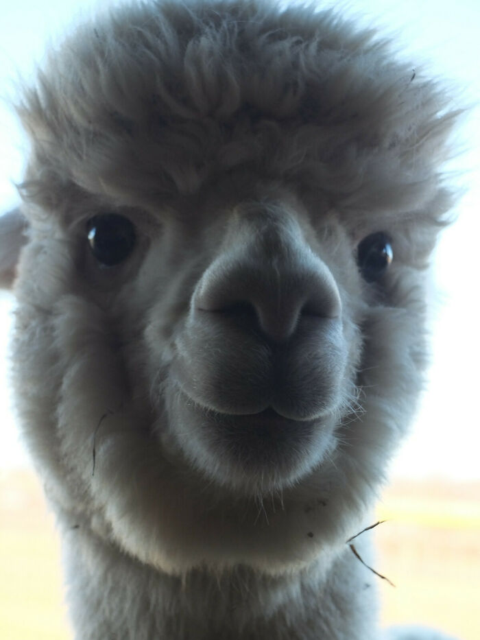 Smiling Alpaca