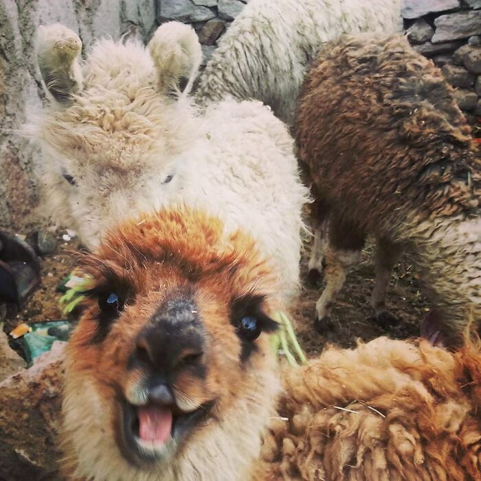 The Most Photographic Alpaca Ever