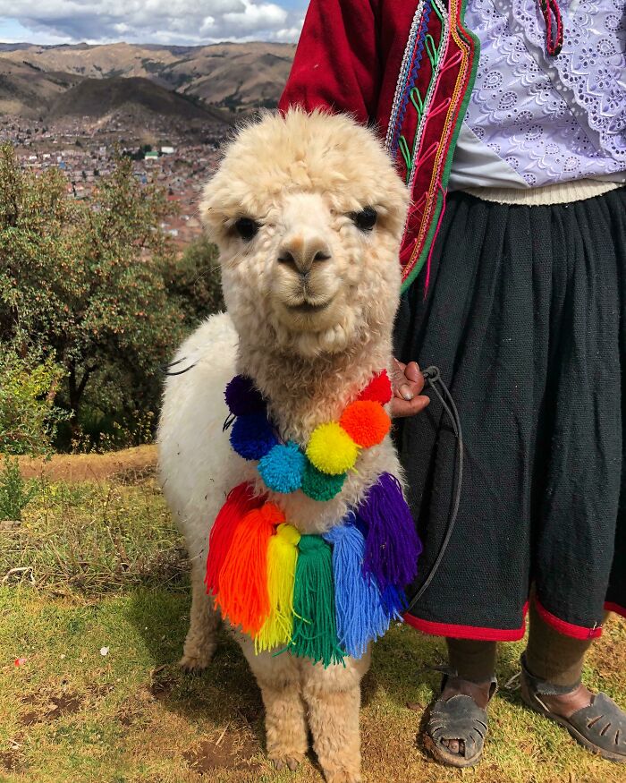 This Happy Baby Alpaca I Met