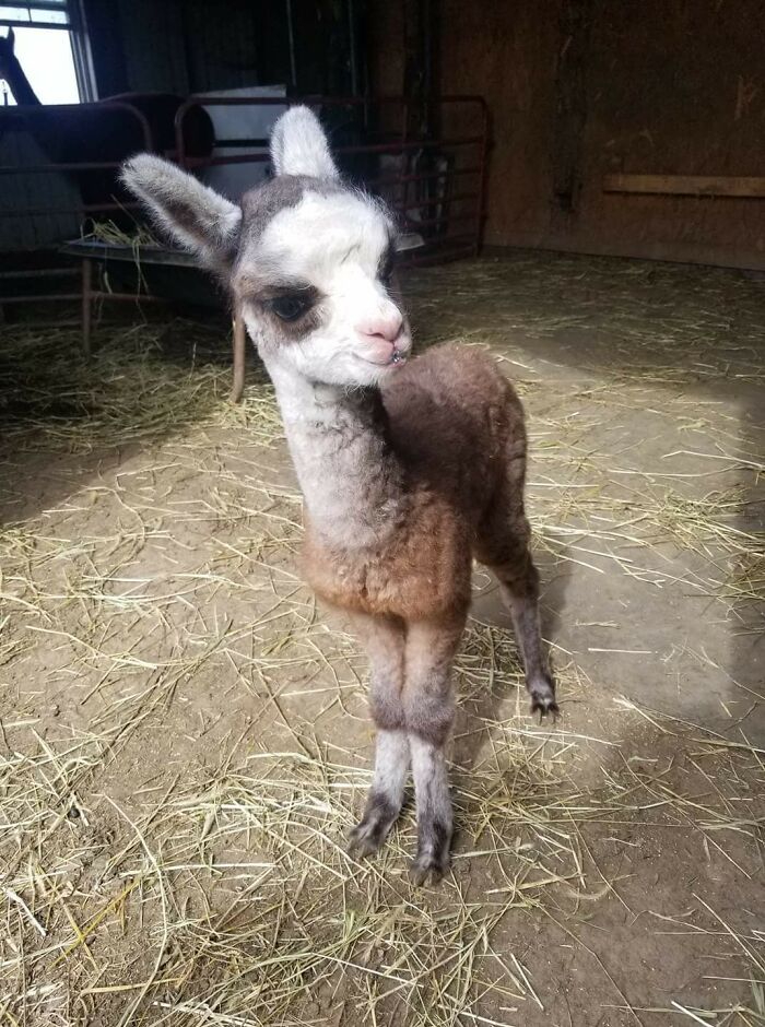 Meet My Friend's 1 Day Old Alpaca Named Antonio