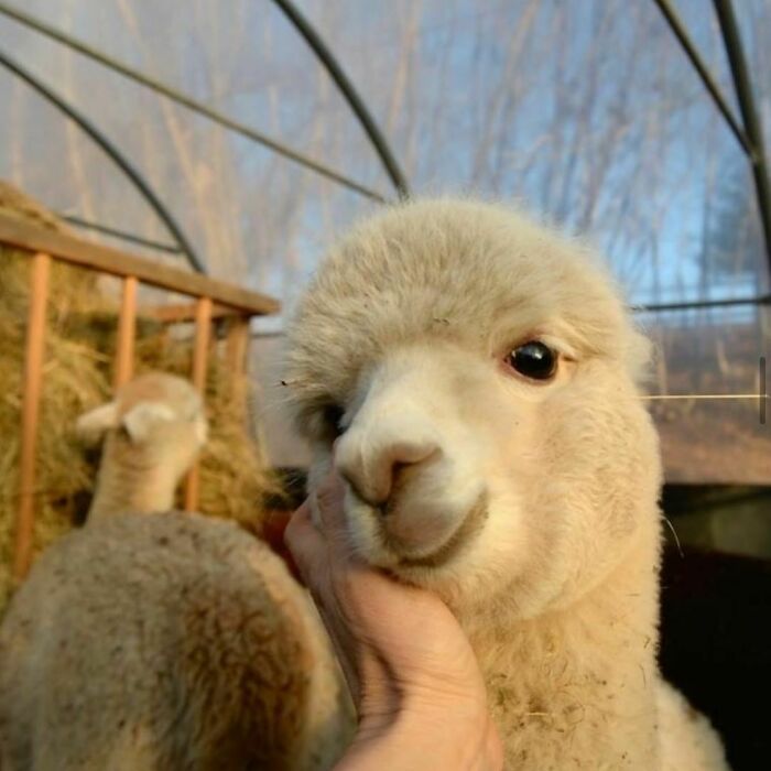 A Lovely Alpaca Smile