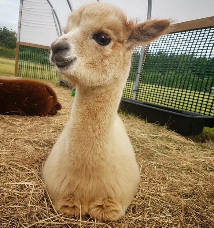 Baby Alpaca