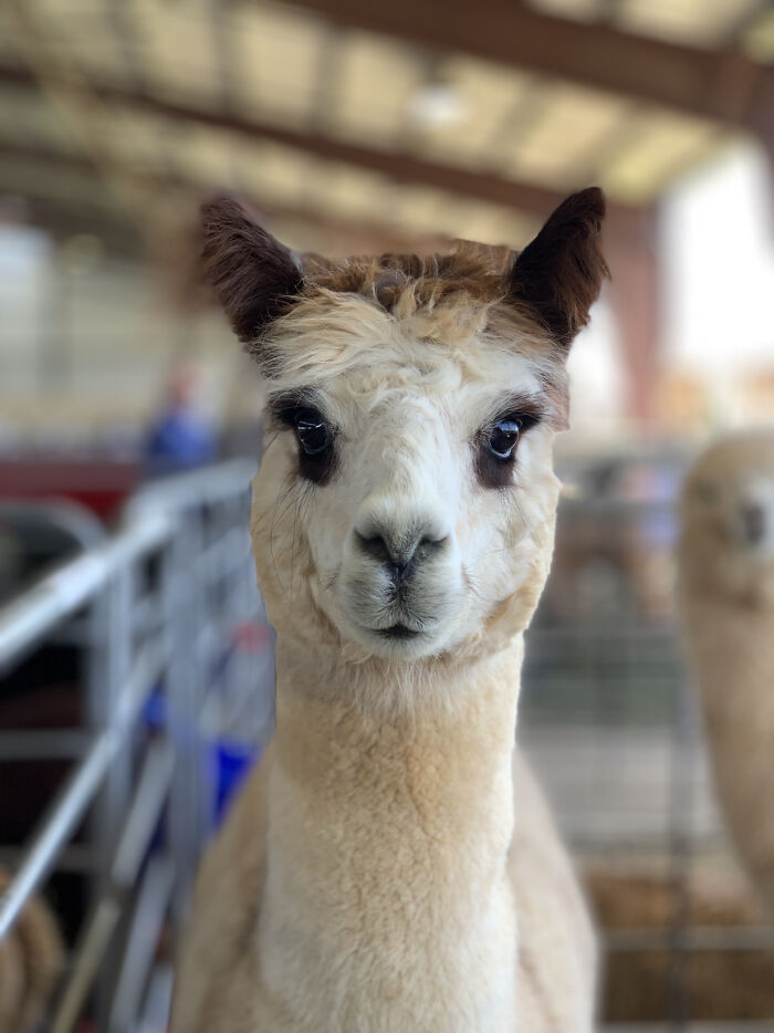 Most Alpacas I Met Yesterday Were Camera Shy, But This One Was Ready To Be A Model