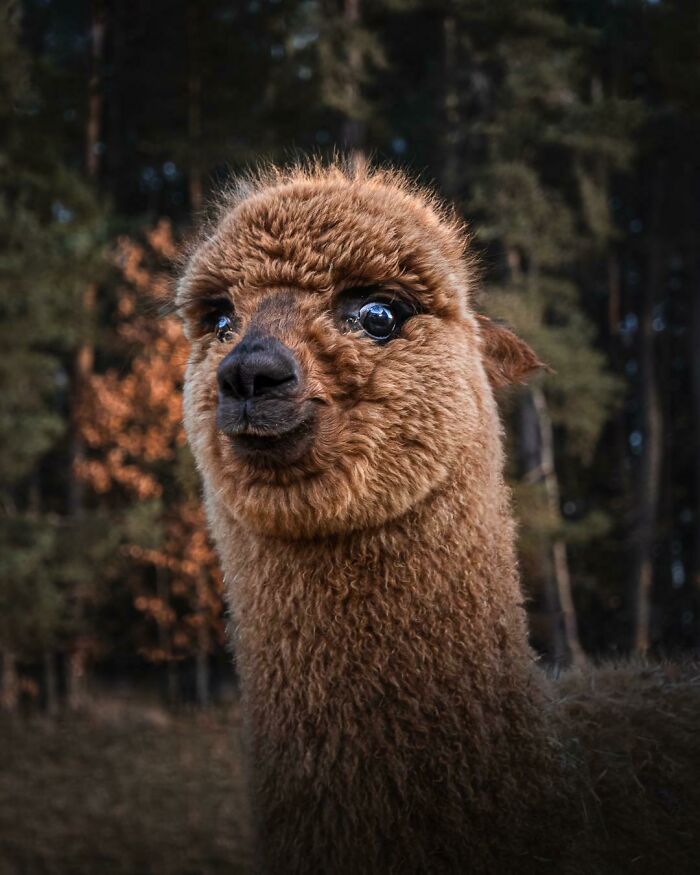 I Found This Derpy Alpaca Close To Where I Live, He Looks So Happy
