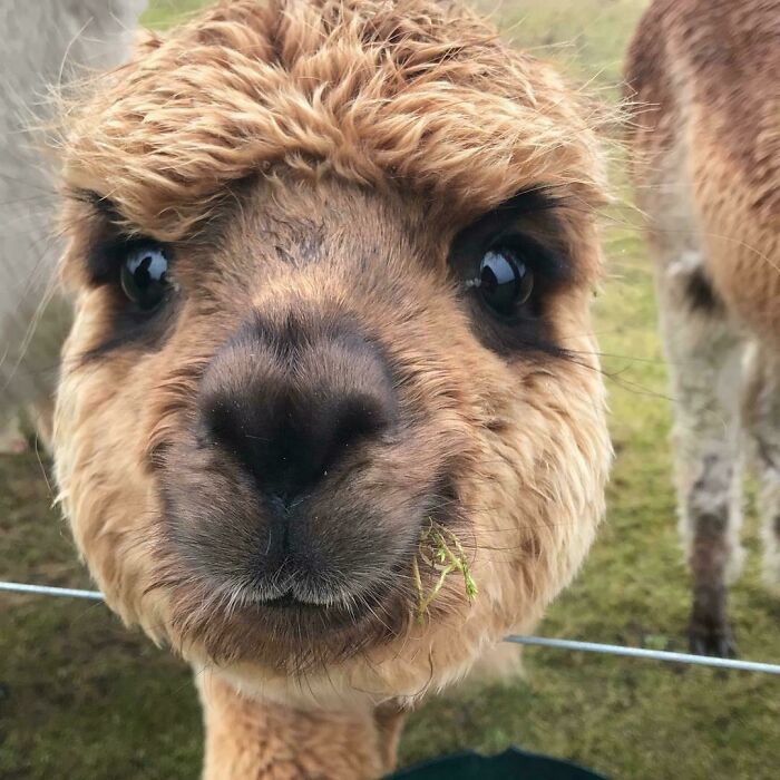 Today We Met This Happy Alpaca