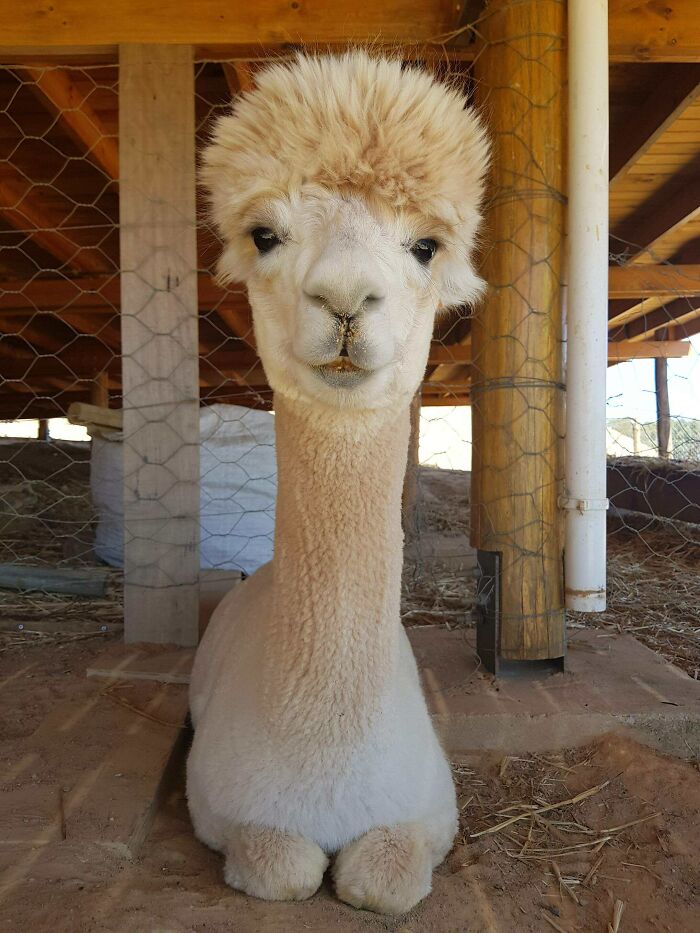 I Met An Alpaca Today