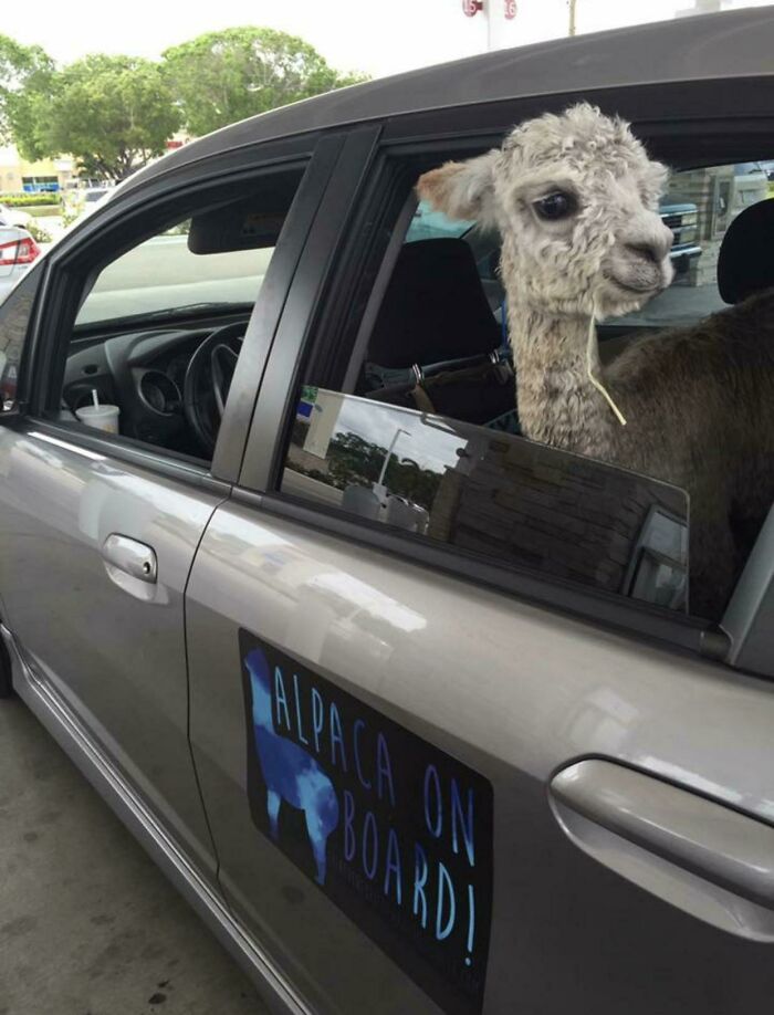 Flashback To Those 3 Months When Darwin Had To Drive To And From Work With Me Every Day