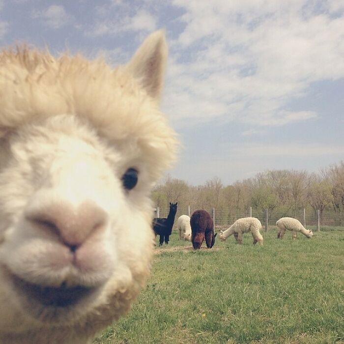Alpaca Photo Bomb Level: Master