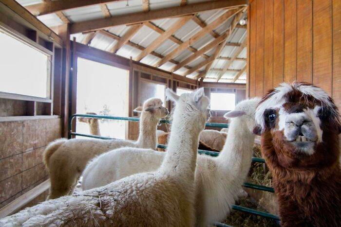 Alpaca Photobomb