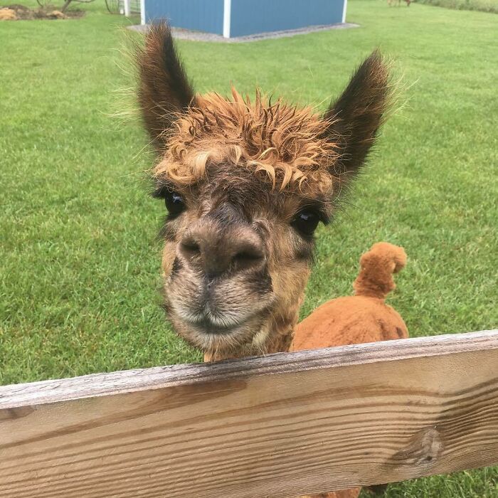 My Neighbor's Friendly And Photogenic Alpaca