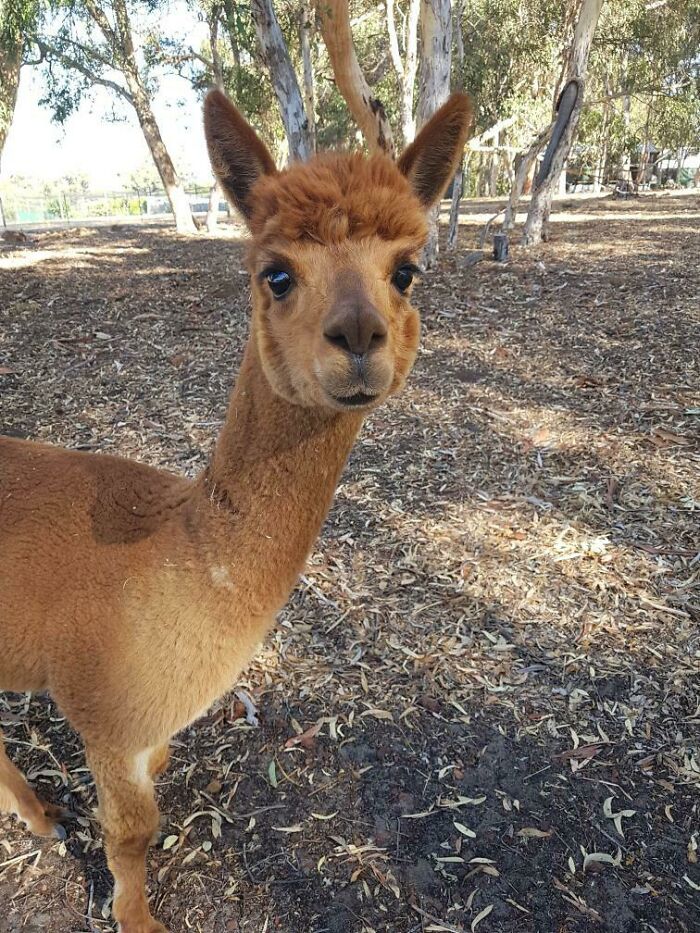 The Time Our Shearer Gave Our Alpaca, Del, A Bowl Cut