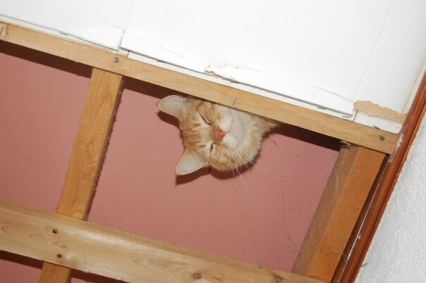 Ceiling Cat Says Hello