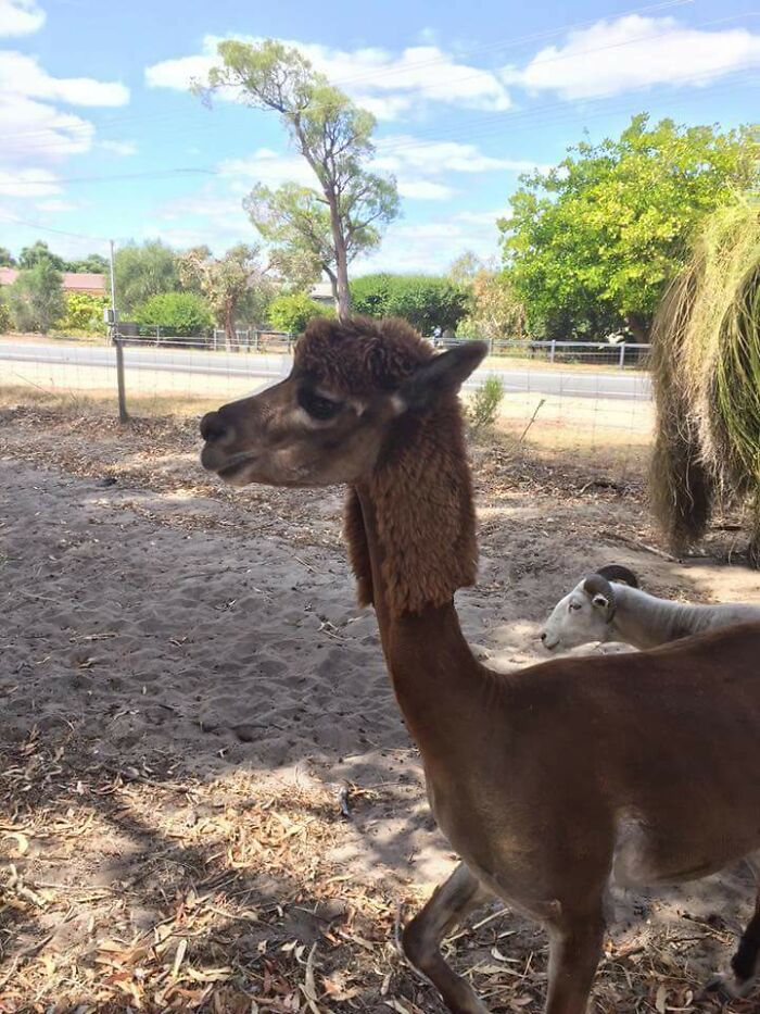 Ladies And Gentleman Meet Alpacastan, The Mullet Toting Alpaca
