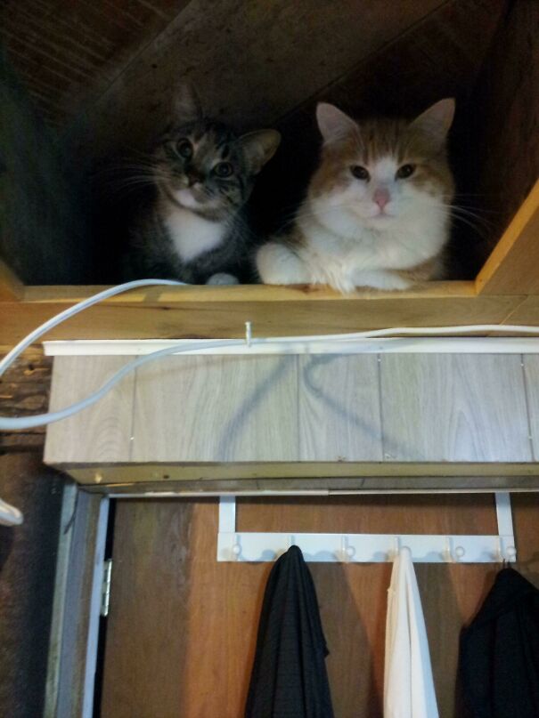 Woke Up To This. I Really Need To Put My Ceiling Tiles Back In