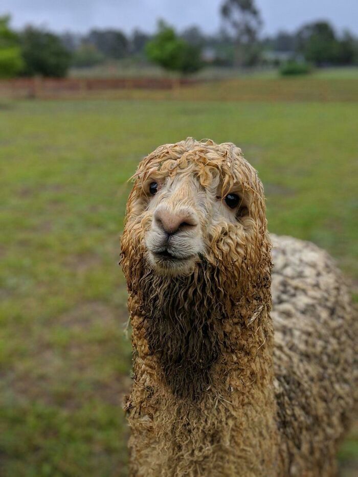 Wet Alpaca