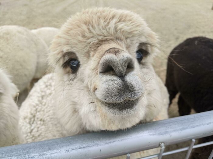 An Alpaca About To Get Some Treats